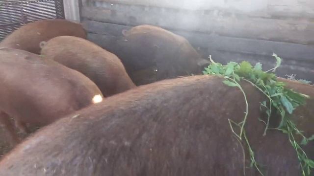 Экономим корма для поросят на 30 % /Поросятам породы Дюрок 2 месяца? смотреть онлайн