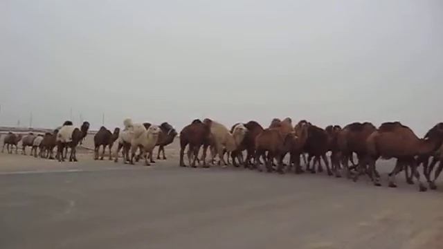 Верблюды смотреть онлайн