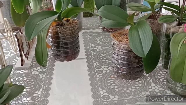 #Орхидеи🌸: Бабочек много не бывает!😉😋✌️ смотреть онлайн