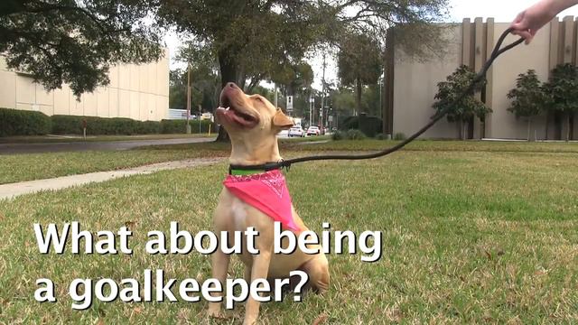 Orlando City Soccer: A Dog Tryout? смотреть онлайн