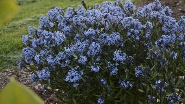 Amsonia Production Tips | Walters Gardens смотреть онлайн