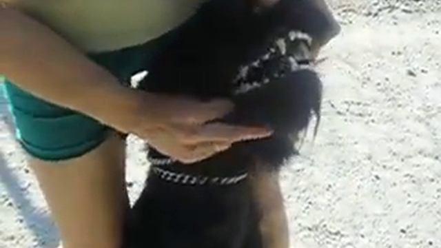 п-к  Роман-Кош. Роман-Кош Баттерфляй Юниор. Тафи рысь