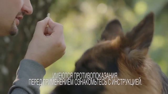 Как отучить собаку грызть? смотреть онлайн