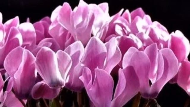 CYCLAMEN FLOWER смотреть онлайн