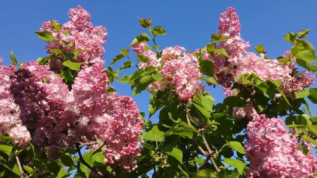 Мастерская Mylnitsa. Сирень, сирень, сирень... смотреть онлайн