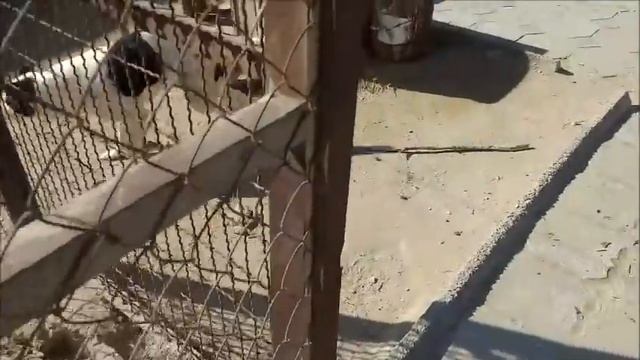 Когда собак никто не раздражает, они молчат. Утро в приюте. смотреть онлайн