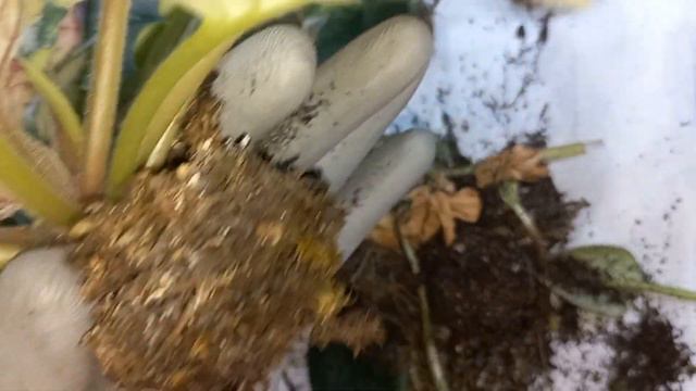 🇺🇦Як пересадити фіалки? How to transplant violets?5 смотреть онлайн