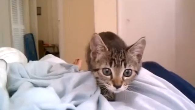 Котенок напал на камеру смотреть онлайн