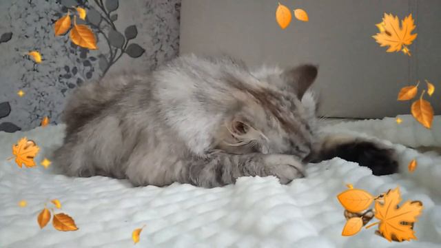 Программа "В мире животных". Пучибрюхий грибожуй (см опис) смотреть онлайн