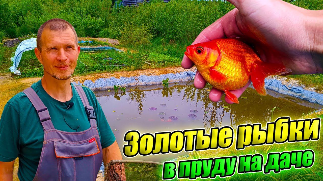 Золотые рыбки, шубункины в прудах на даче Сергея Афонина смотреть онлайн
