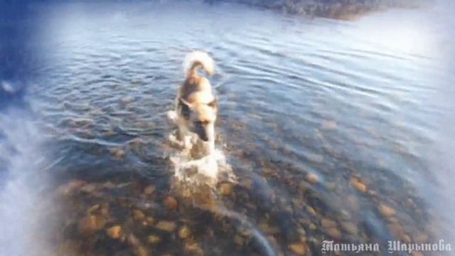 Собака, которая любит собирать грибы, есть калину и ранет(Dog) смотреть онлайн