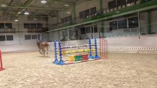 Донской мерин Забег (Зяблик - Бочага) 2010г.р. смотреть онлайн