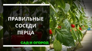 Что можно сажать рядом с перцем