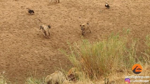 Lion Cornered by Hyenas Calls for Backup смотреть онлайн