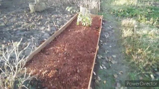 Моя любимая Дача 25.11.2020. Осенний обзор сада и продолжаю оформлять клумбу. смотреть онлайн