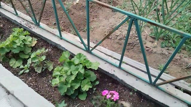 Дача. Что выращиваю. смотреть онлайн