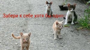 Бездомные кошки и собачки 😭
