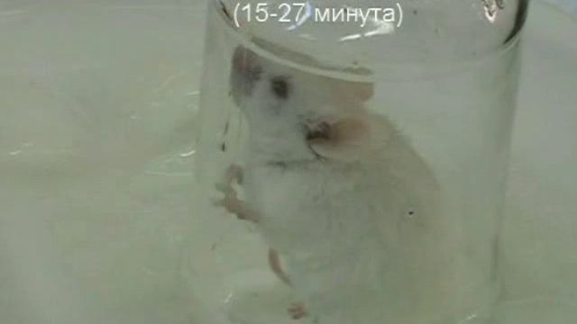 1.2 Гипоксия при гипотермии смотреть онлайн