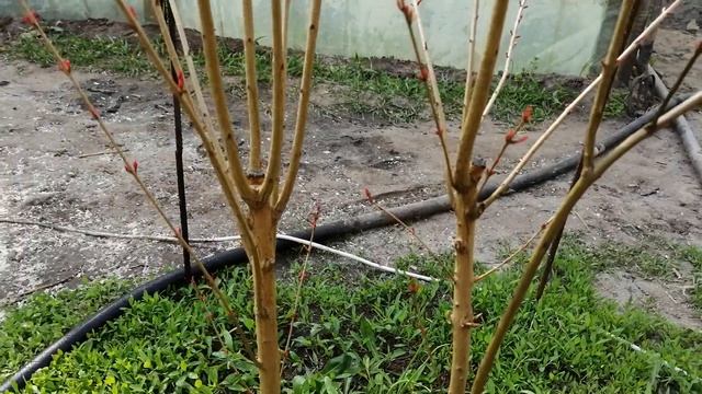 Гранат в открытом грунте смотреть онлайн