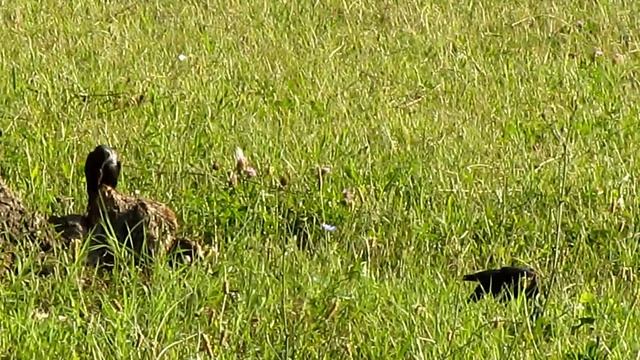Starlings on an ant hill | Скворцы развлекаются на муравейнике смотреть онлайн