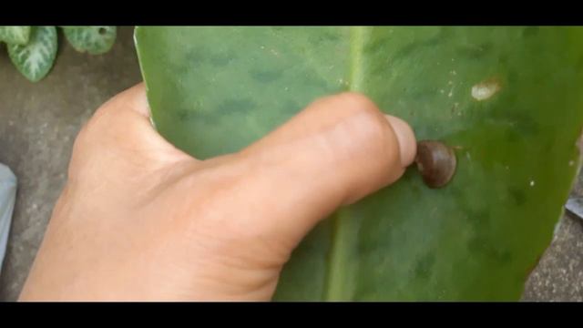 PLANTAS ENFERMAS Y CÓMO CURARLAS, HOJAS AMARILLAS SE ENROLLAN O SE ARRUGAN🍃 смотреть онлайн