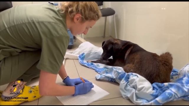 Поддержать Микки ? https://pitomec58.com/donate смотреть онлайн