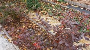 Как выглядят ПЛОДОВЫЕ почки у ГОЛУБИКИ.Залог будущего урожая.#blueberry#уходзаголубикой#голубики