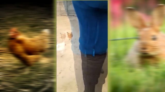 Мини ферма :курицы, кролики, цесарки, козы и сыр.Казахстан. смотреть онлайн