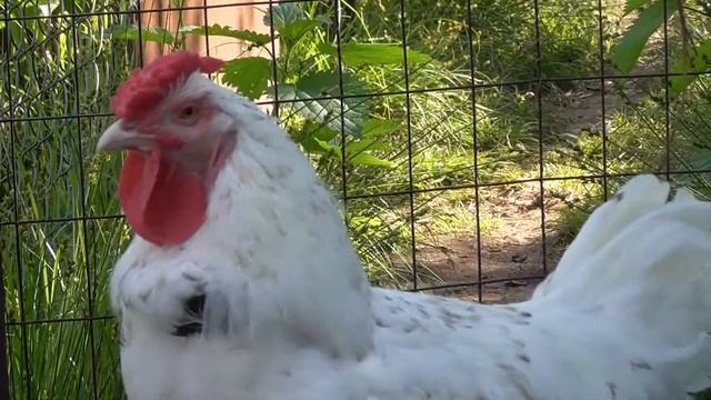 Куры породы Пушкинская, 4 месяца смотреть онлайн