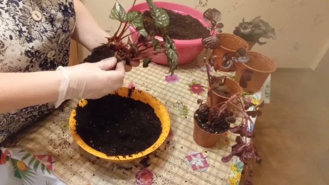 Неожиданная пересадка смотреть онлайн