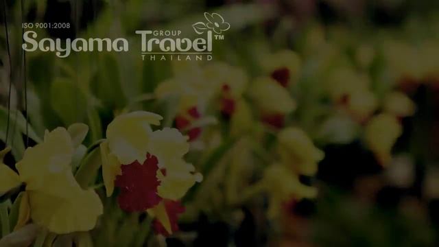 Экскурсии Паттайи. Тропический сад Нонч Нуч и шоу слонов смотреть онлайн