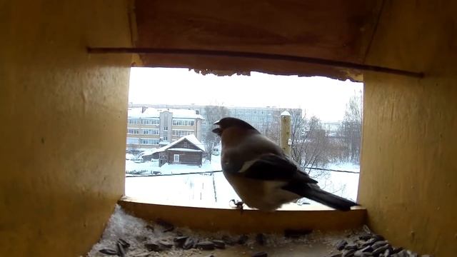 Снегирь и синицы на кормушке смотреть онлайн