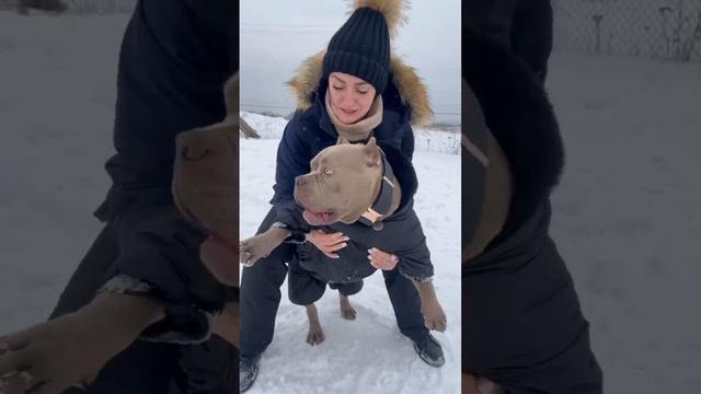 А вы знаете такую породу? Белорусская ушастая овчарка? #Собака #Dog #собакадруг #shorts смотреть онлайн