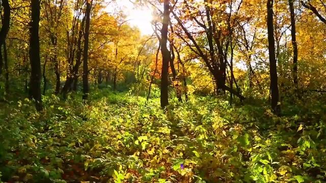 Мягкие фортепианные мелодии в осеннем пейзаже ? Музыка для души, расслабляющая, снимающая стресс смотреть онлайн