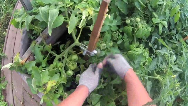 06 - Уборка картофеля. Harvesting potatoes смотреть онлайн