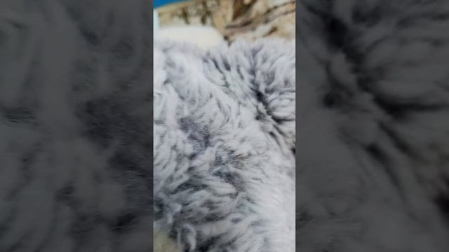 уточка ла-ла фан фан❤ одежда ???и вещи. (моя) смотреть онлайн