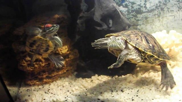 Брачный танец красноухих черепах смотреть онлайн