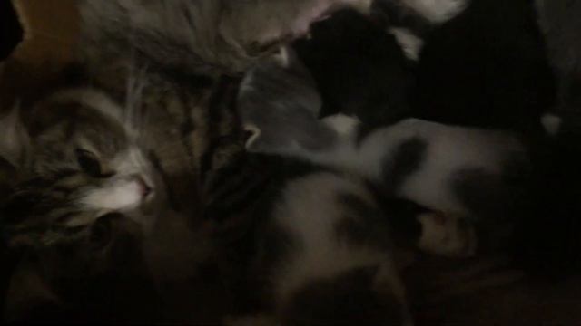 Котята милашки. Первые игры. Милота. смотреть онлайн