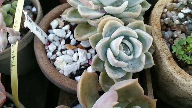 Suculentas en Floración 7 смотреть онлайн