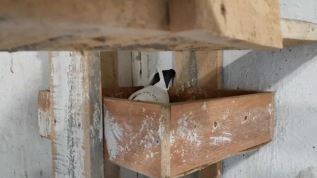 Кормлю голубей корм с чесноком/I feed pigeons food with garlic. смотреть онлайн