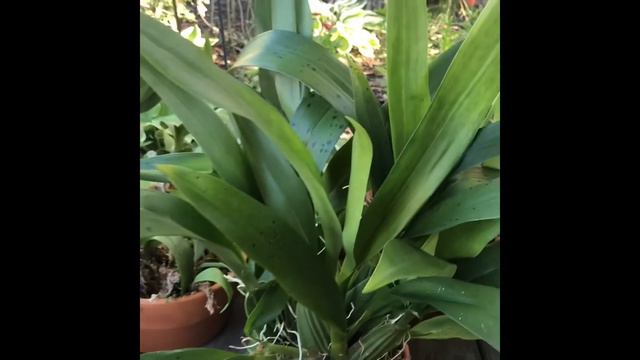 HUGE Orchid Haul 🌸From The Maui Orchid Whisperer смотреть онлайн