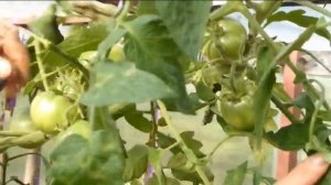 Японка,углерод ,томато,высокоурожайные долго плодоносящие сорта томатов