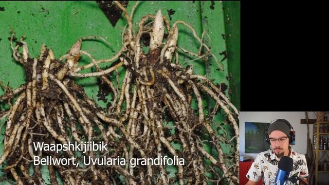 Bellwort - Waapshkijiibik - Uvularia Grandiflora