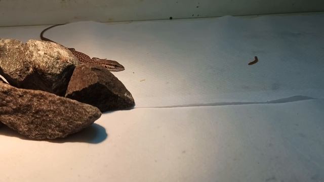 A więc... Kupiłem WARANA смотреть онлайн