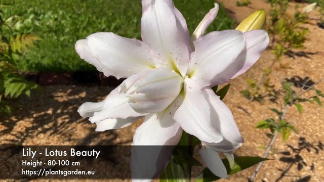 Lily - Lotus Beauty 4K