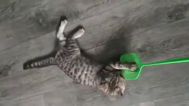 Котëнок помыл полы ? смотреть онлайн