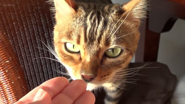 Introducing a Bengal Cat to A New Kitten for the First Time - Bengal kitten first day home смотреть онлайн