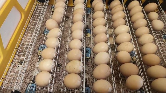 НАКОНЕЦ-ТО ОНИ ПОЯВИЛИСЬ! ТАКИХ У МЕНЯ ЕЩЁ НЕ БЫЛО! ГОРА ЯИЦ, И МНОГО ИНДЮШАТ, ИНКУБАТОРЫ В РАБОТЕ смотреть онлайн