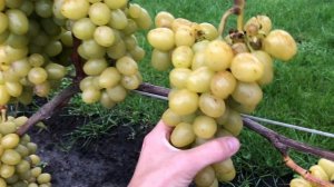 Виноград Аркадия в Беларуси (21.09.21)
