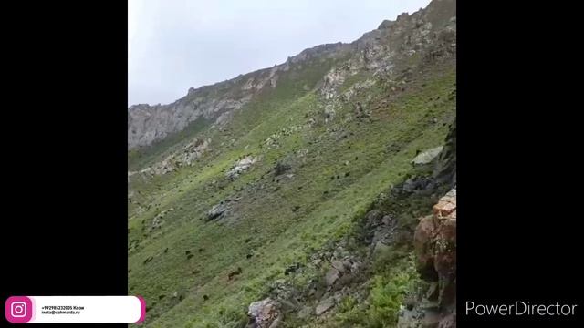 Гиссарские овцы Кози , сына Ходжимирзокарима на горных пастбищах